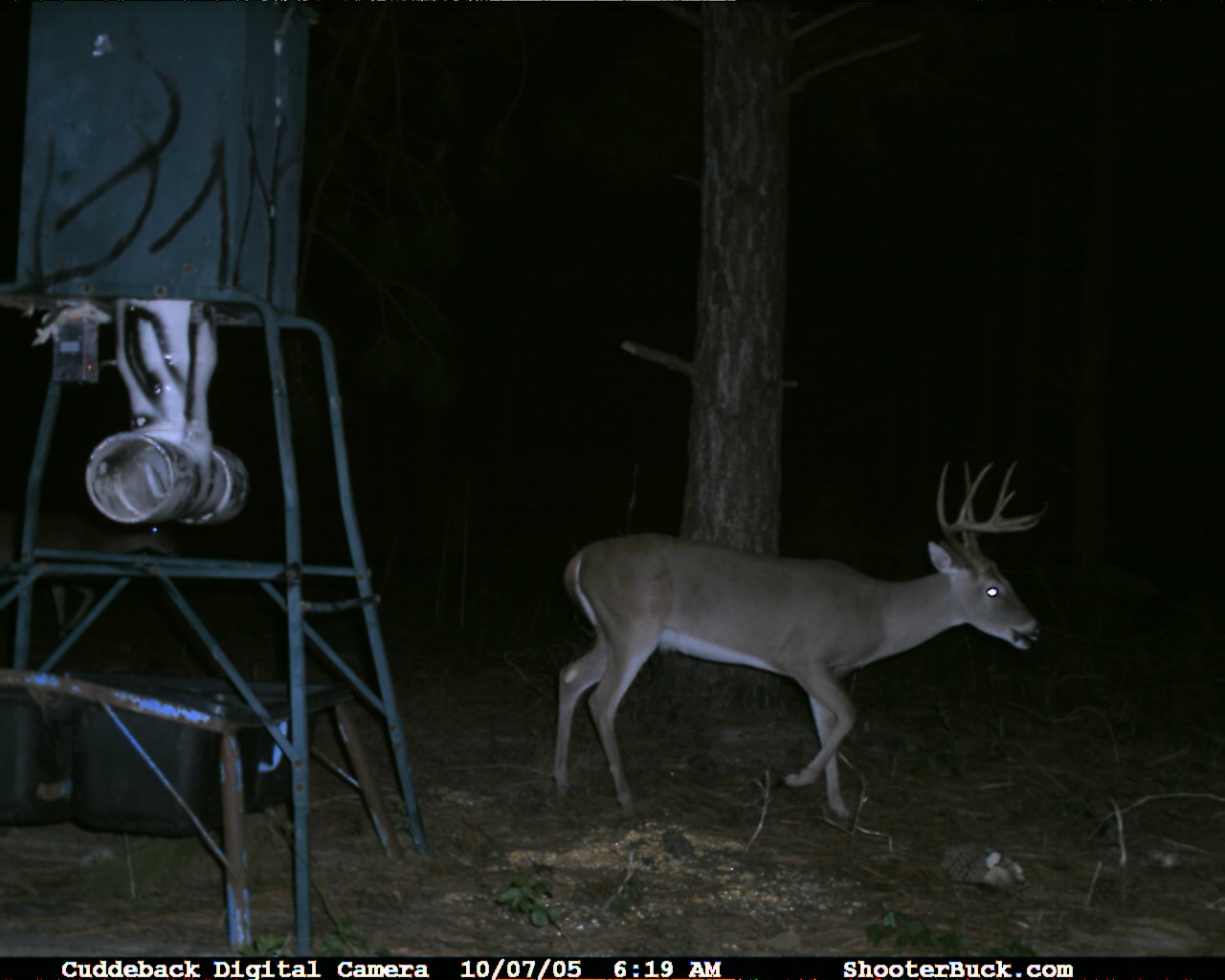Louisiana Trophy Whitetail deer hunt, Texas Recreationa Huntingl